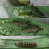 melit didyma larva1 volg